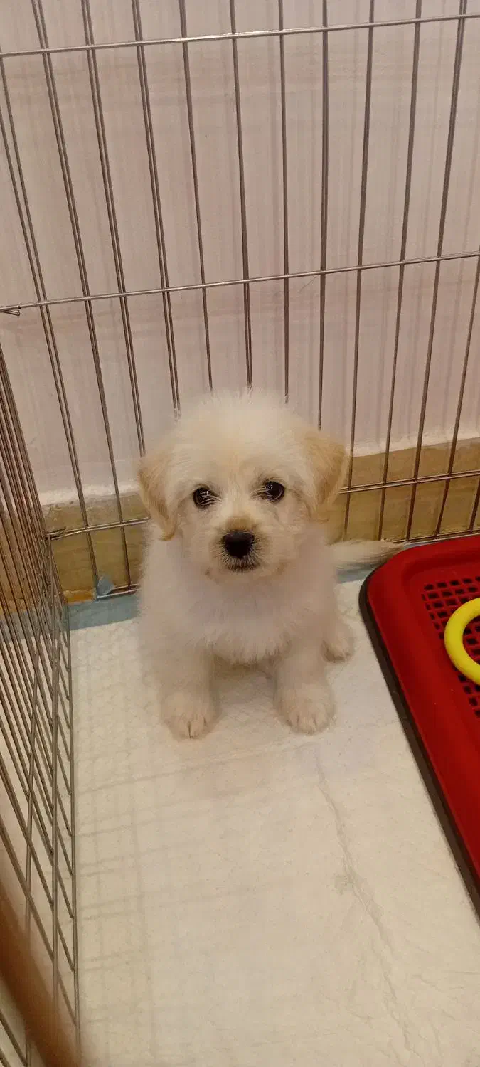 سگ خانگی|سگ|پرند, فاز ۵|دیوار