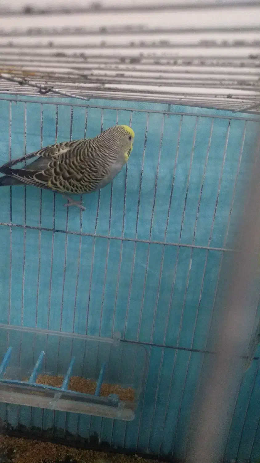 مرغ عشق|پرنده|زاهدان, |دیوار