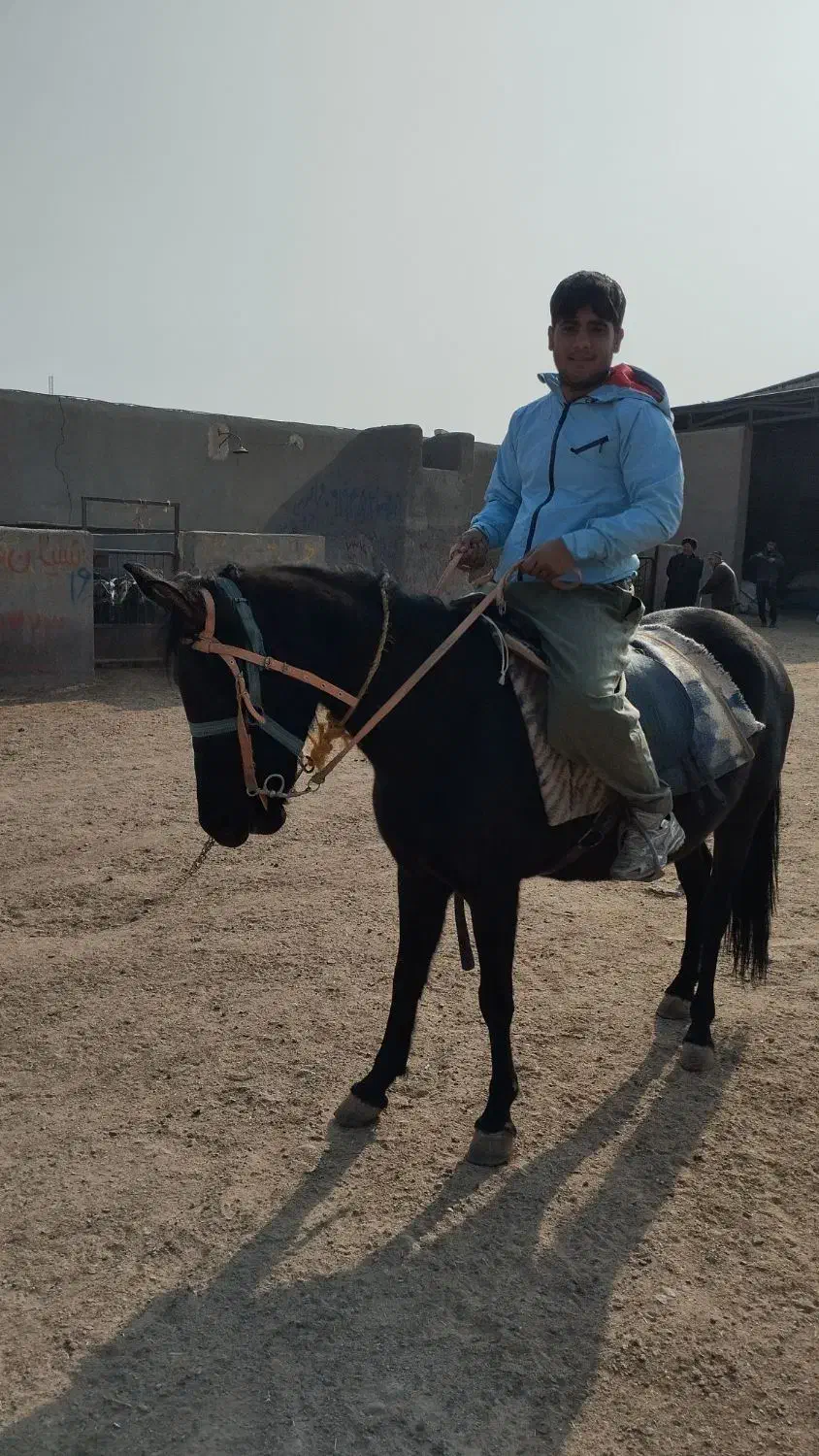 اسب با کره|اسب و تجهیزات اسبسواری|سلفچگان, |دیوار