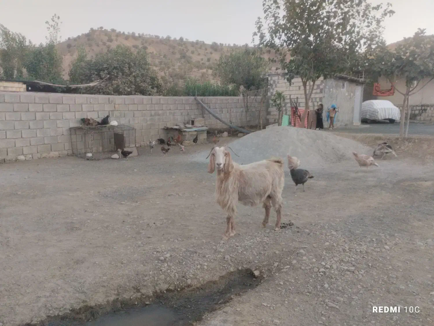 این دو عدد هم چاق هستند قیمت هیچده میلیون تمام|حیوانات مزرعه|طرهان, |دیوار