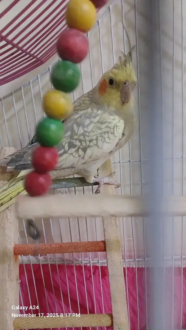 عروس هلندی نر معاوضه با کبوتر|پرنده|اصفهان, پوریای ولی|دیوار