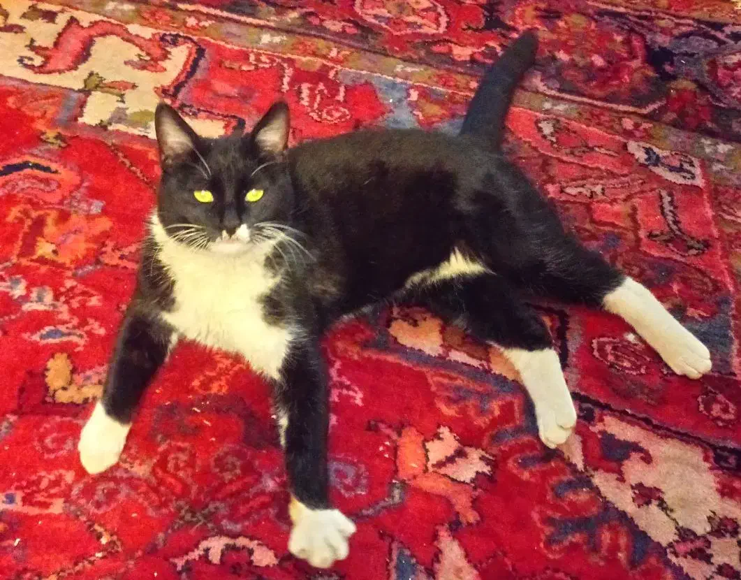 6 ماهه|گربه|تبریز, |دیوار