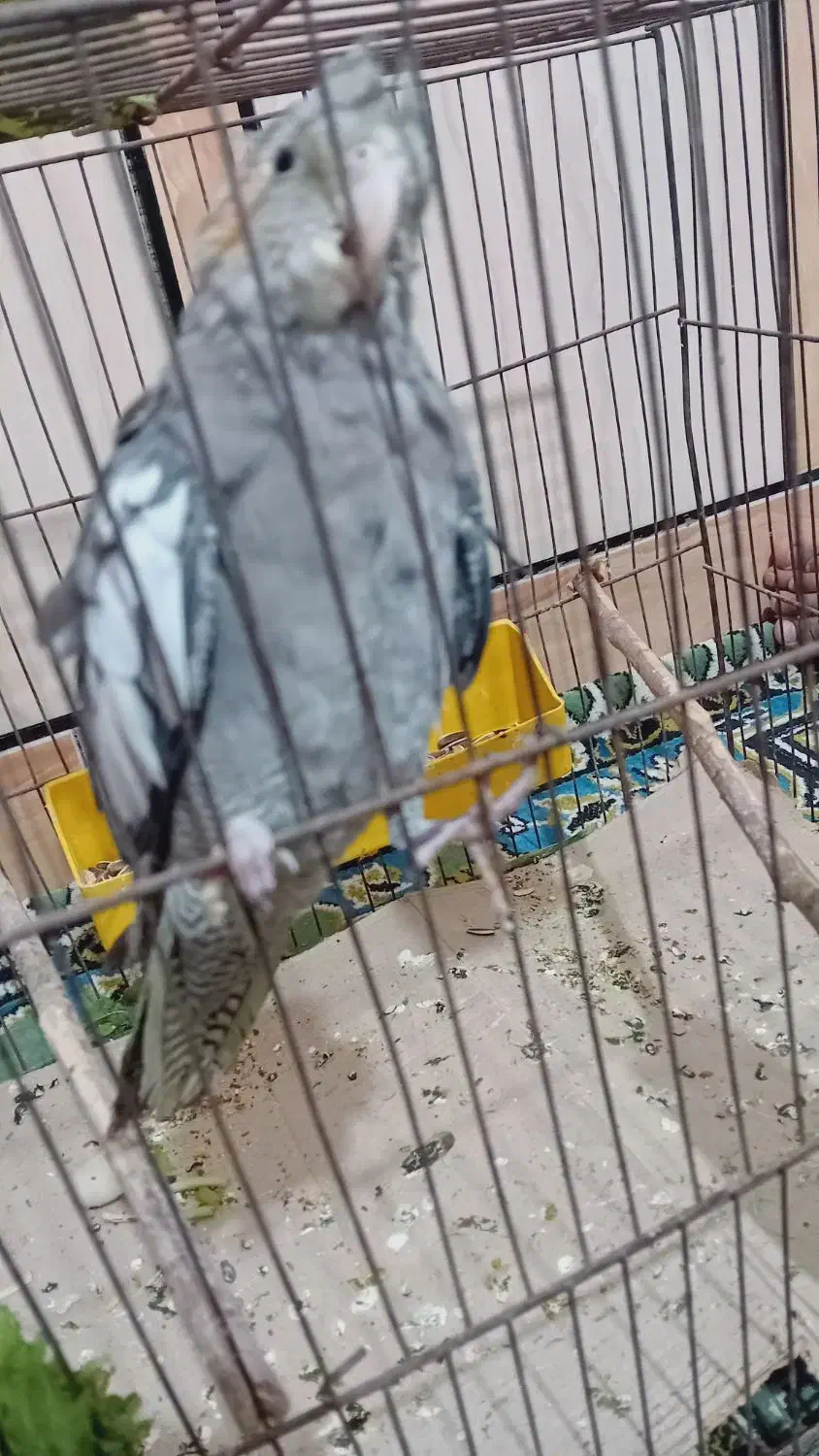 عروس هلندی اماده دستی کردن|پرنده|رامشیر, |دیوار