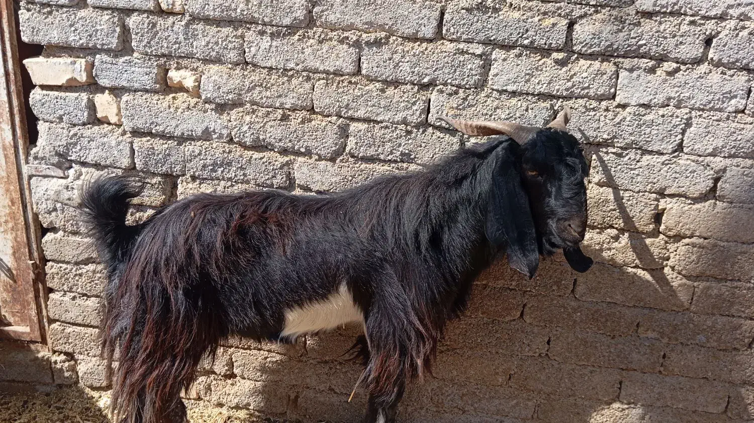 دوبر مشکی|حیوانات مزرعه|جنت, |دیوار