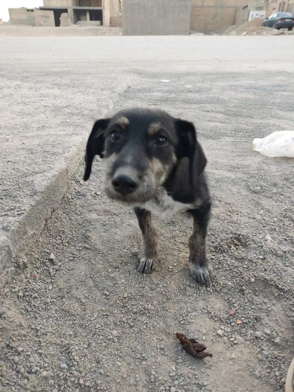 سگ خونگی مهربون|سگ|اصفهان, آفاران|دیوار