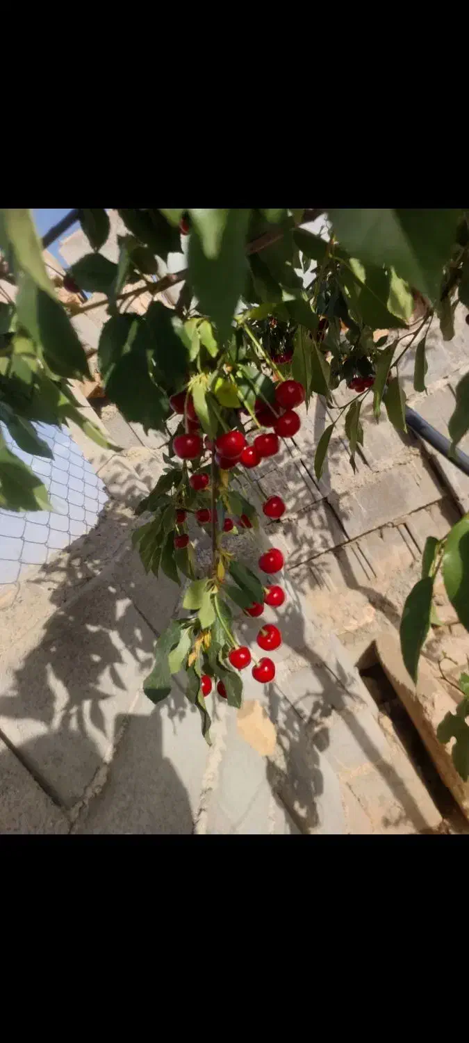 باغ ۸۰۰ متری|فروش خانه و ویلا|کبودرآهنگ, |دیوار