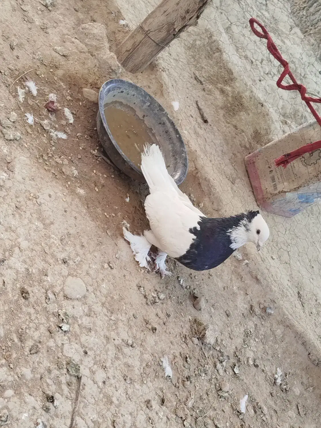 کبوتر|پرنده|لردگان, |دیوار