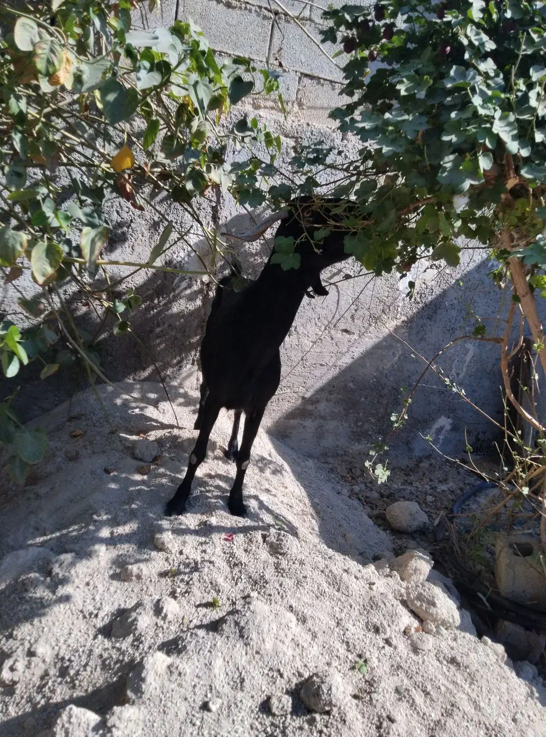 بز اعدانی دو رگ|حیوانات مزرعه|وحدتیه, |دیوار