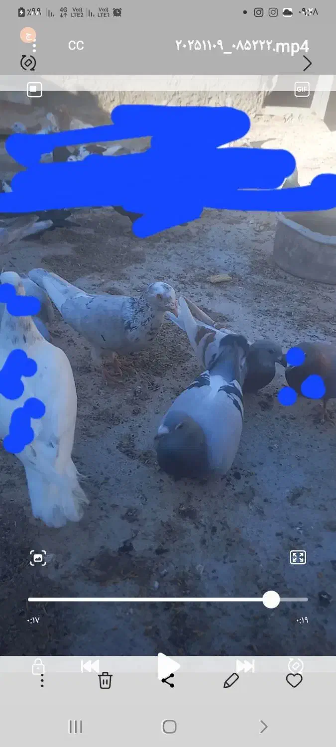 سبزماده دوتادیگه نرن|پرنده|شیروان (خراسان), |دیوار