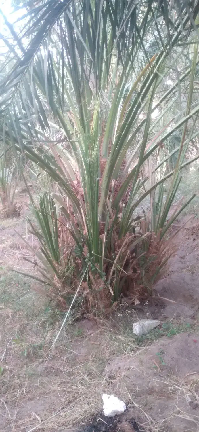 جنگ بزرگ|گل و گیاه طبیعی|نرماشیر, |دیوار