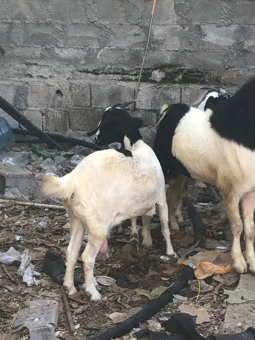 بز قیمت مناسب عسلویه|حیوانات مزرعه|عسلویه, |دیوار