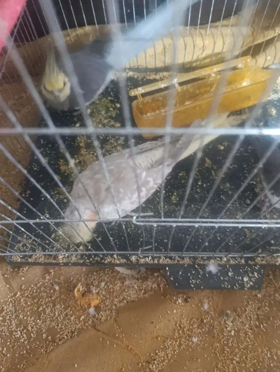 یک جفت عروس هلندی سیامون ماده دستی با جوجه|پرنده|مشهد, هفده شهریور|دیوار