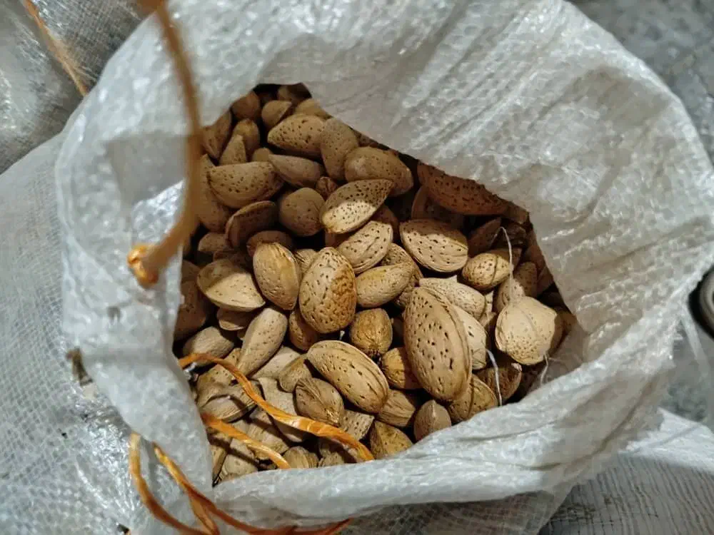 بادام شیرین|خوردنی و آشامیدنی|تکاب, |دیوار