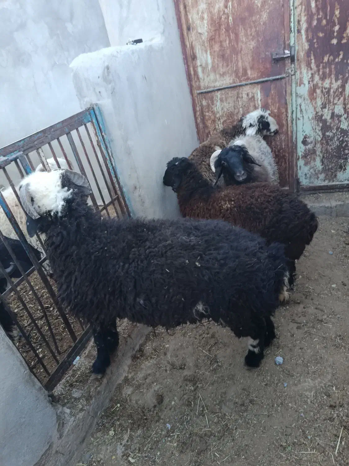 بره نر و ماده سبک|حیوانات مزرعه|یزد, |دیوار