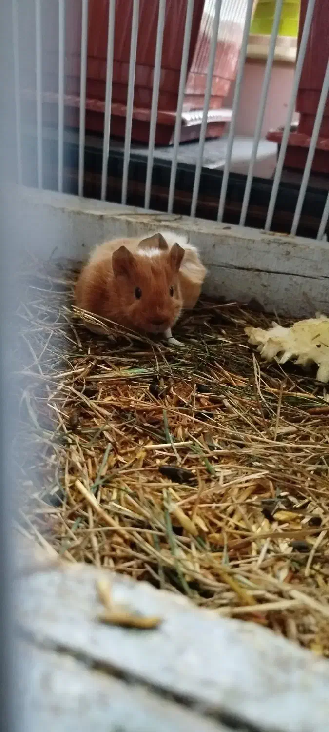 پنج عدد خوکچه هندی|موش و خرگوش|تبریز, |دیوار