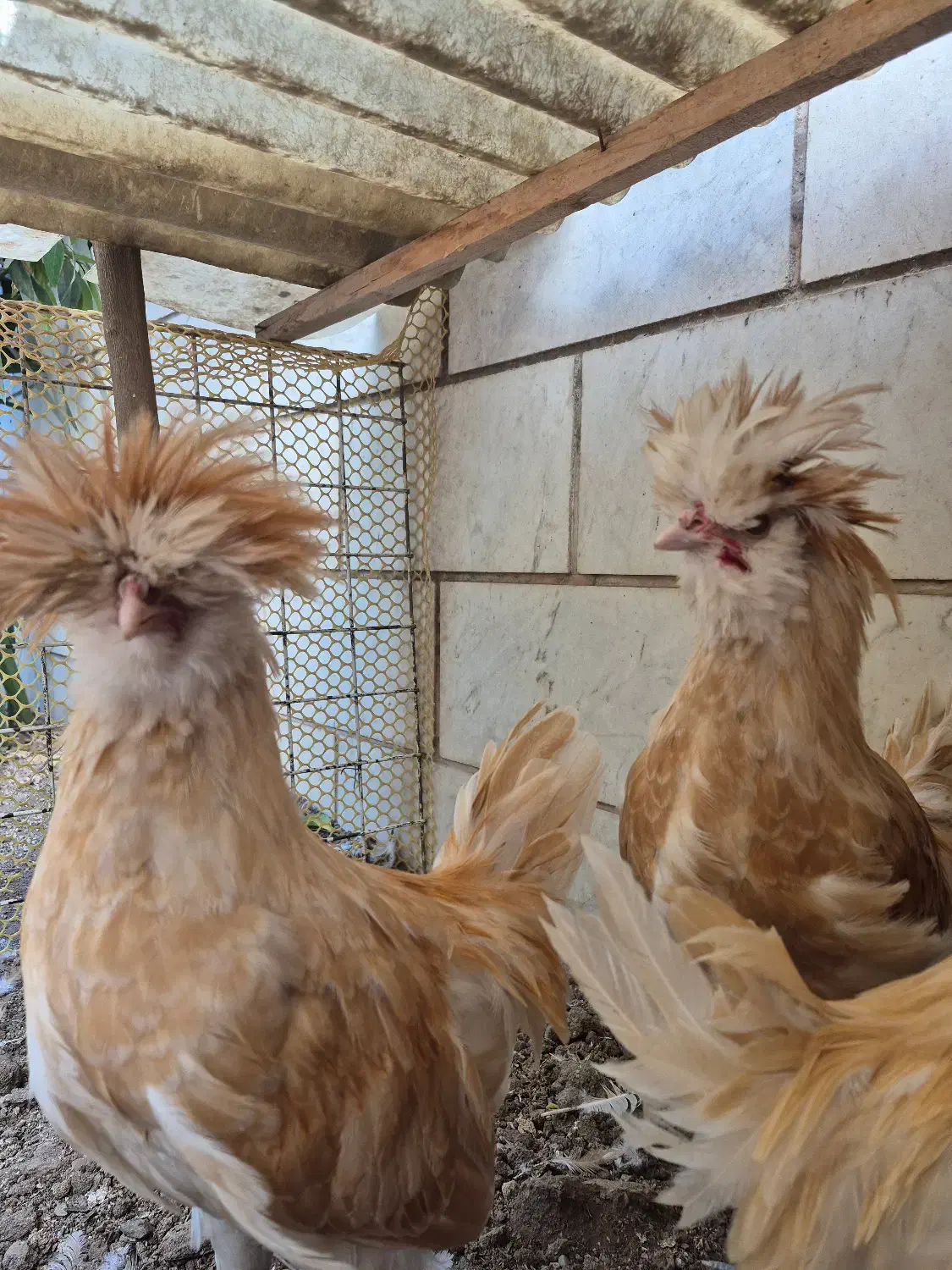 نیمچه خروس پولند بوف|حیوانات مزرعه|تهران, چهارصد دستگاه|دیوار