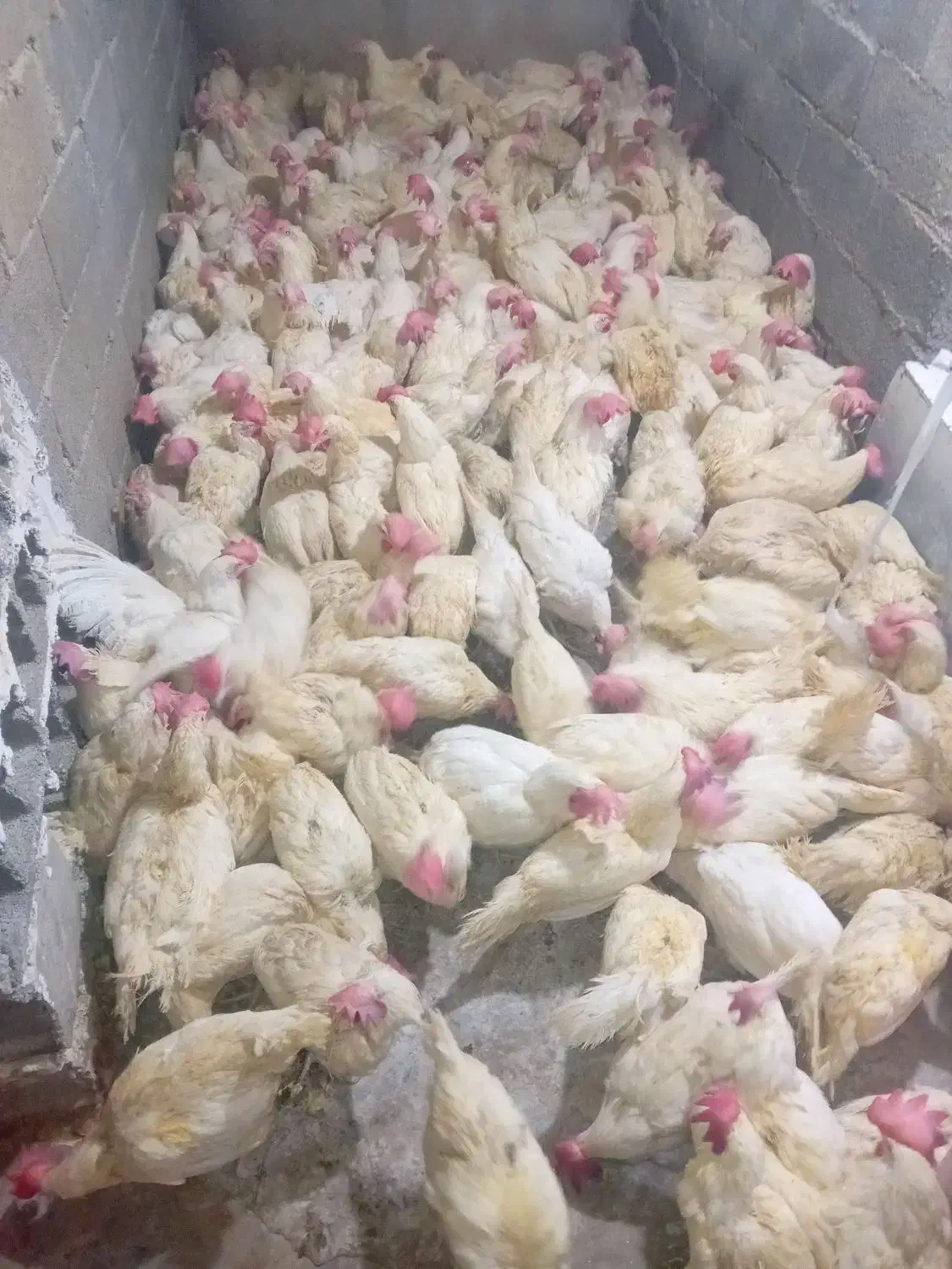 پخش اصلی مرغ تخم گذار(هلندی)|حیوانات مزرعه|مشکین‌دشت, |دیوار