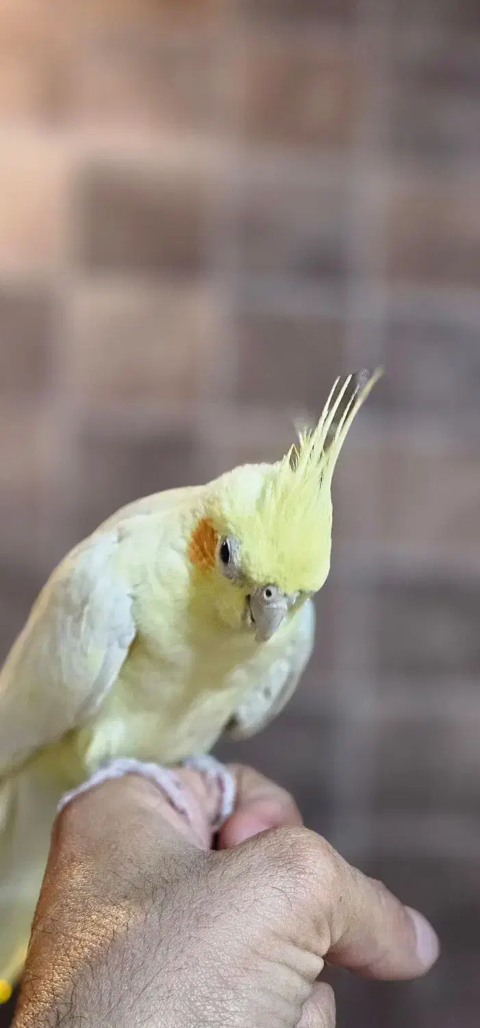 عروس هلندی ملنگو راهب خورشیدی گرینچیک شاه طوطی|پرنده|شاهین‌شهر, فردوسی|دیوار