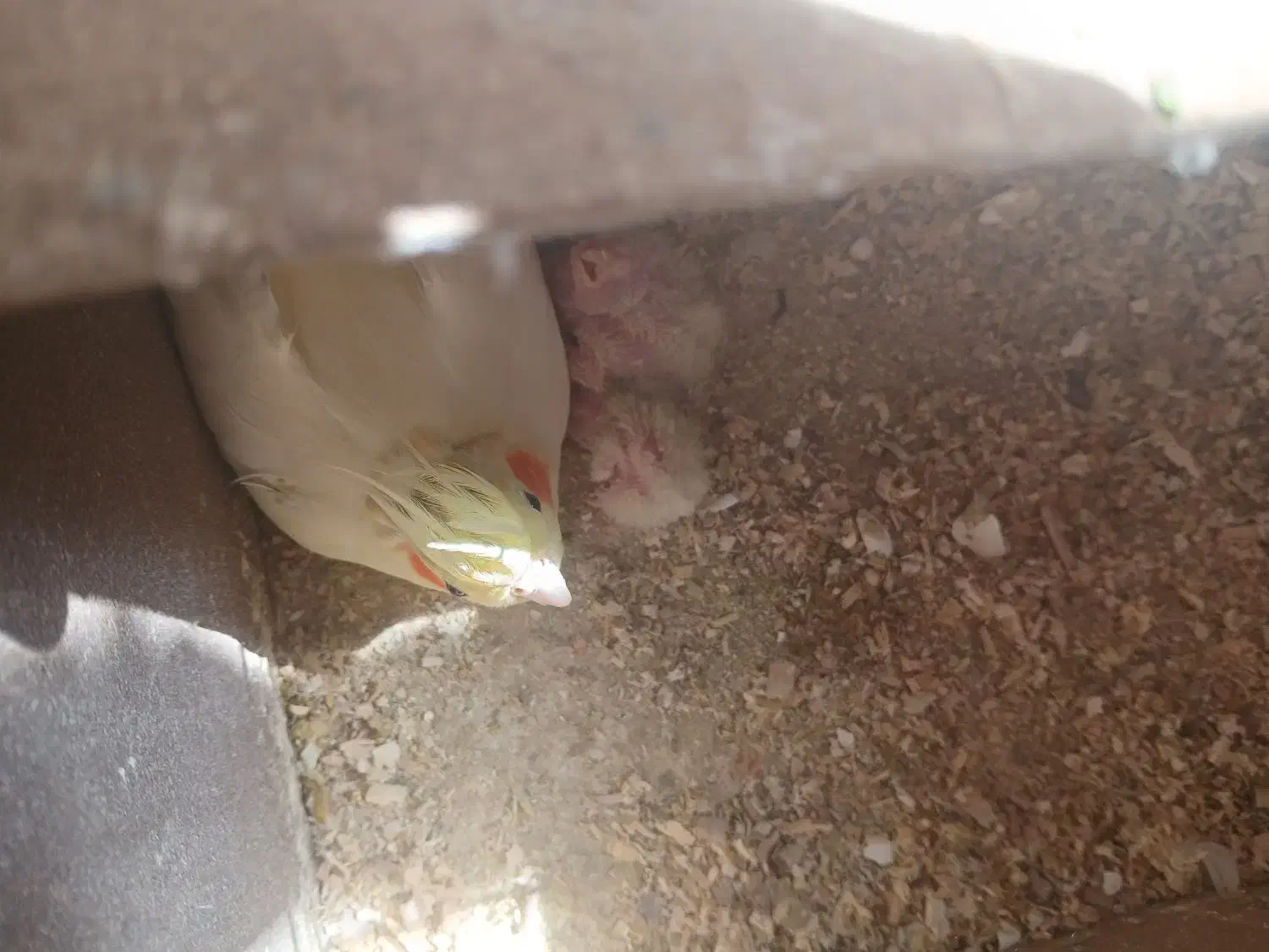 یک جفت عروس هلندی به همراه سه عدد جوجه|پرنده|تفت, |دیوار