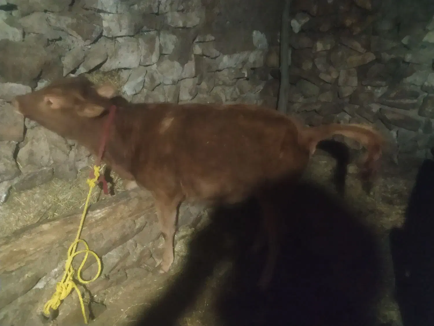 به دلیل نیاز مالی ماده|حیوانات مزرعه|چهاردانگه (آذربایجان), |دیوار