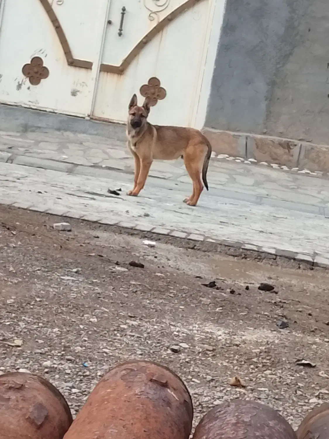 1000000|سگ|اسفرورین, |دیوار