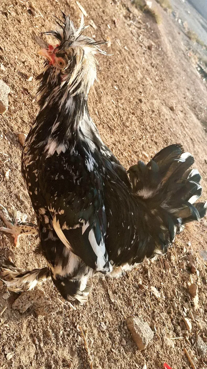 خروس سلطان|حیوانات مزرعه|کاشمر, |دیوار