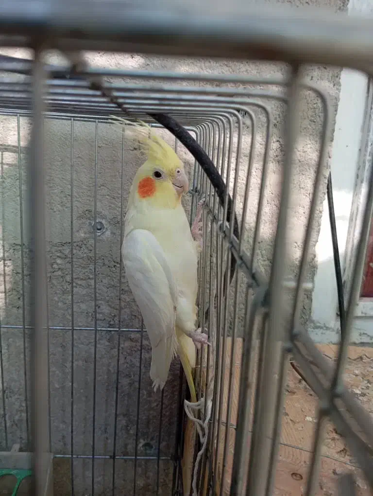 عروس هلندی نر|پرنده|زرقان, |دیوار