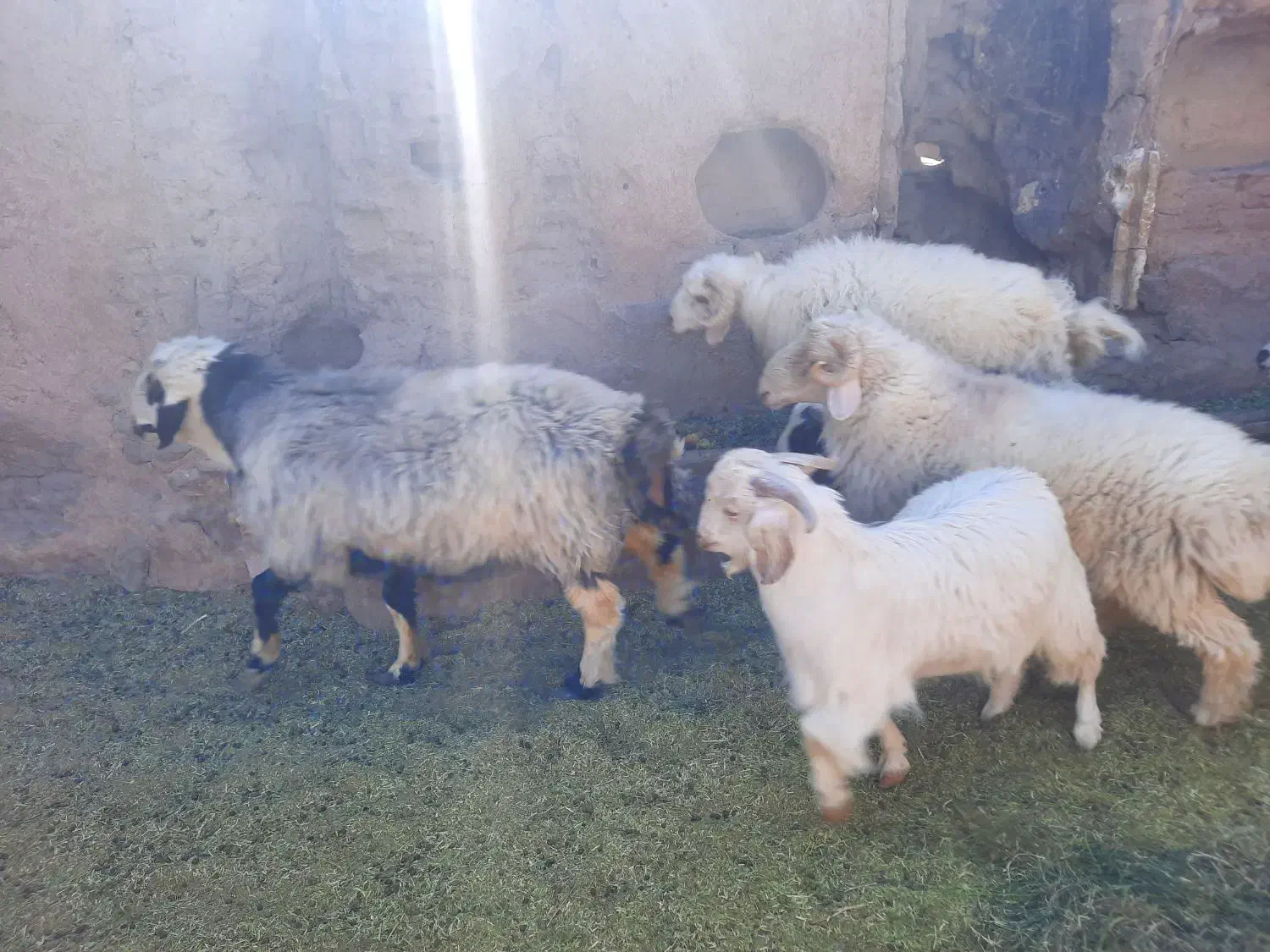 تعداد6عدد بره نر و ۲ عدد کره کیلویی 380 تومان|حیوانات مزرعه|راین, |دیوار