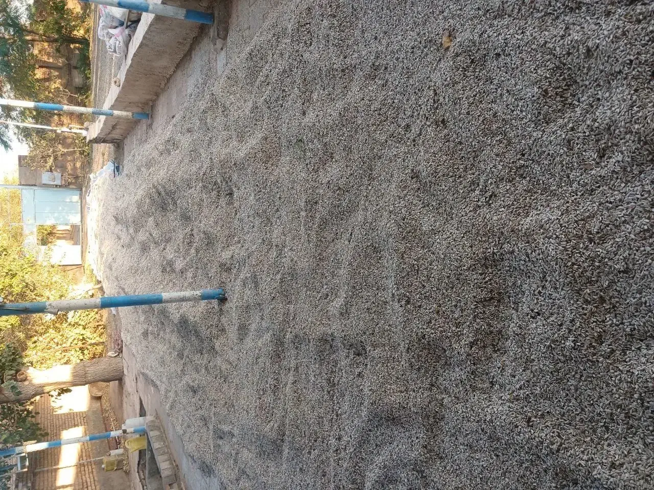 تخمه آفتابگردان سفید مرغوب|عمدهفروشی|سبزوار, قصبه شرقی|دیوار