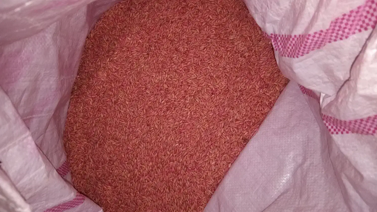 بذر گندم رقم هشترود ۱۲ تن|عمده‌فروشی|نظر کهریزی, |دیوار