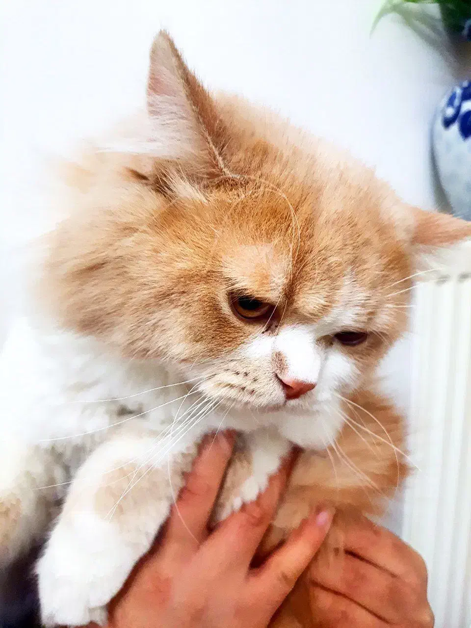 گربه پرشین نر اصیل|گربه|ممقان, |دیوار