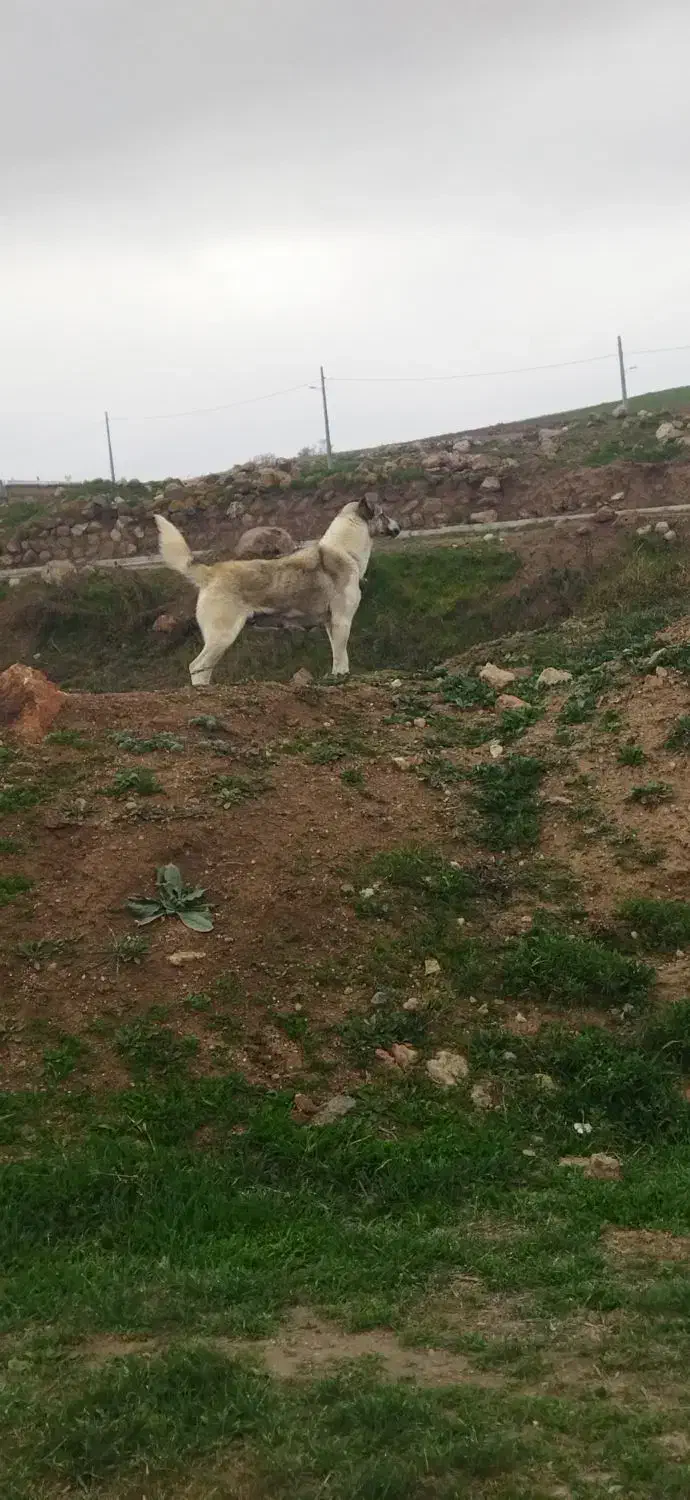 واگذاری سگ ماده|سگ|سرعین, |دیوار