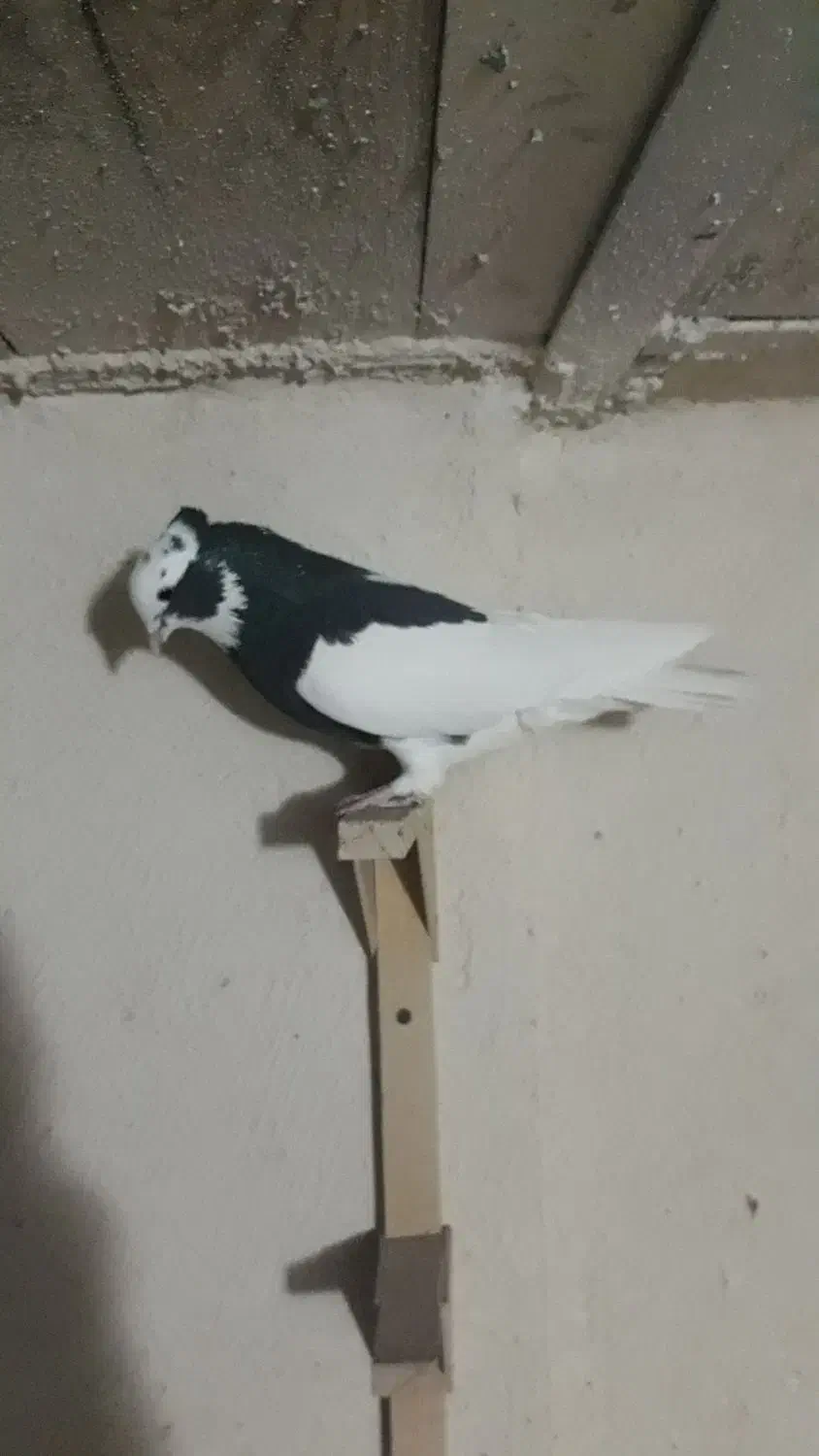 کبوتر  طوقی    زرقان|پرنده|شیراز, رکنآباد|دیوار