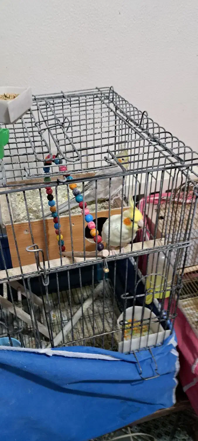 عروس هلندی|پرنده|شاهین‌شهر, شهرک منازل چوبی|دیوار