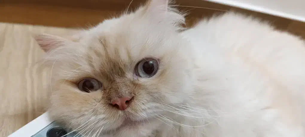 گربه پرشین|گربه|گنبد کاووس, |دیوار