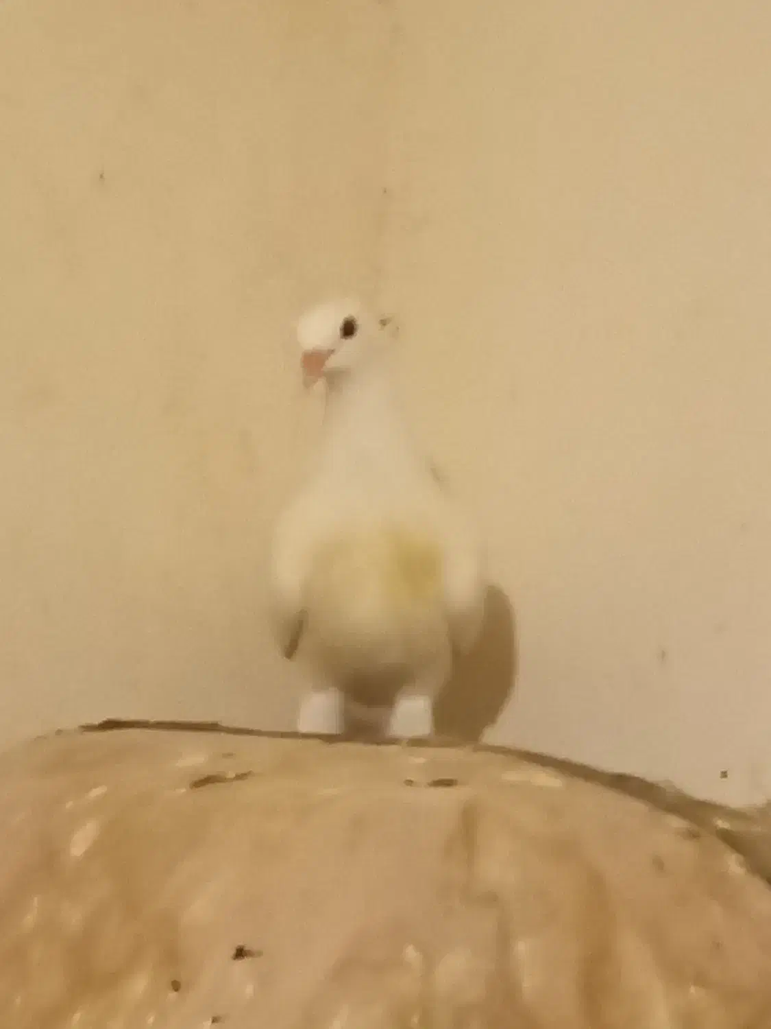 کبوتر پروازی است|پرنده|ویلکیج, |دیوار