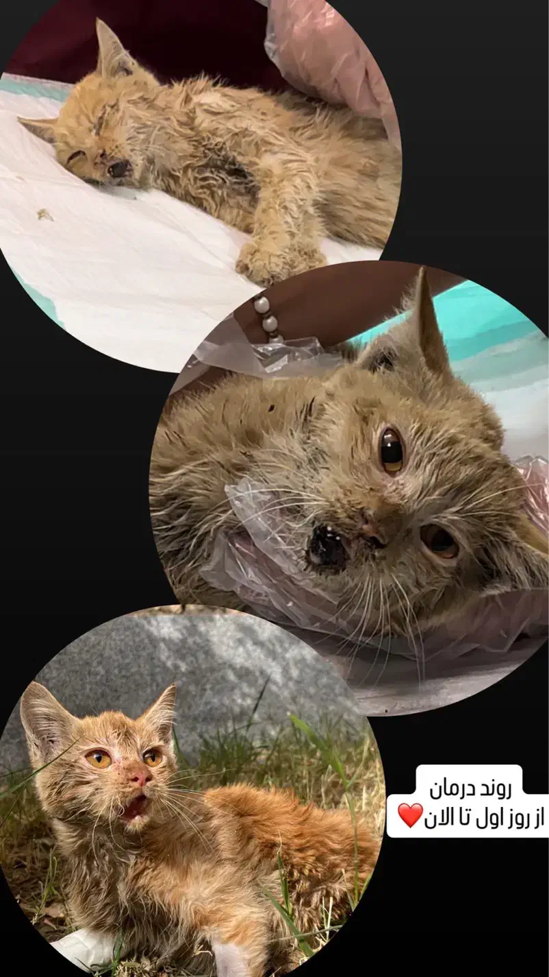 واگذاری گربه|گربه|شیراز, کوشک میدان|دیوار