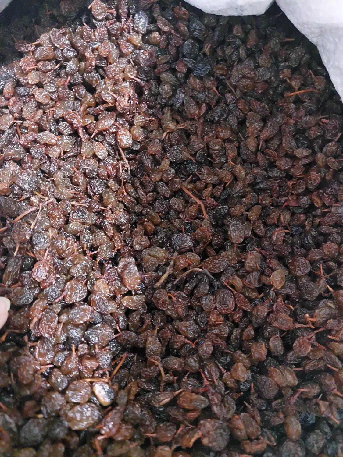 کشمش افتابی|خوردنی و آشامیدنی|مشهد, توس (بلوار توس)|دیوار