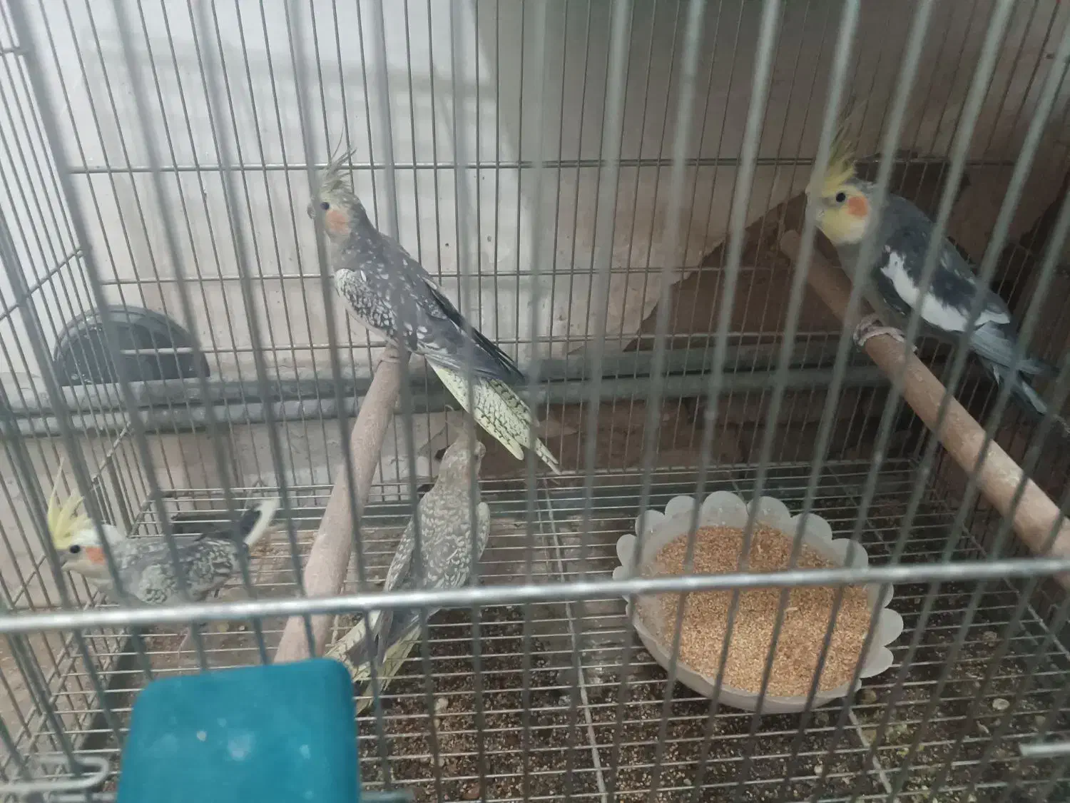 جفت عروس با جوجه|پرنده|اردکان, |دیوار