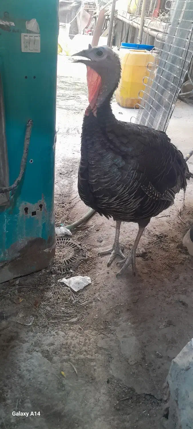 بوقلمون پرورشی رسمی|حیوانات مزرعه|قم, هنرستان|دیوار