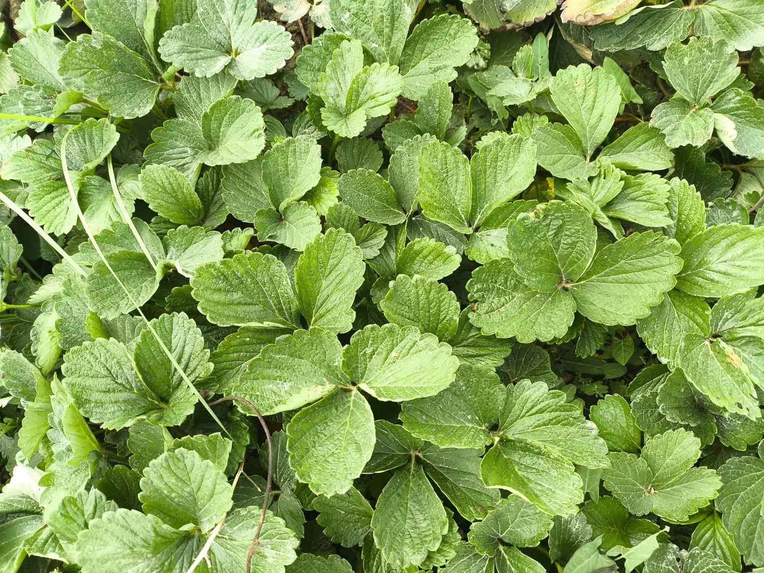 حراج نهال توت فرنگی سابرینا درجه ۱ نی ۱۵میلیون|عمده‌فروشی|خان ببین, |دیوار