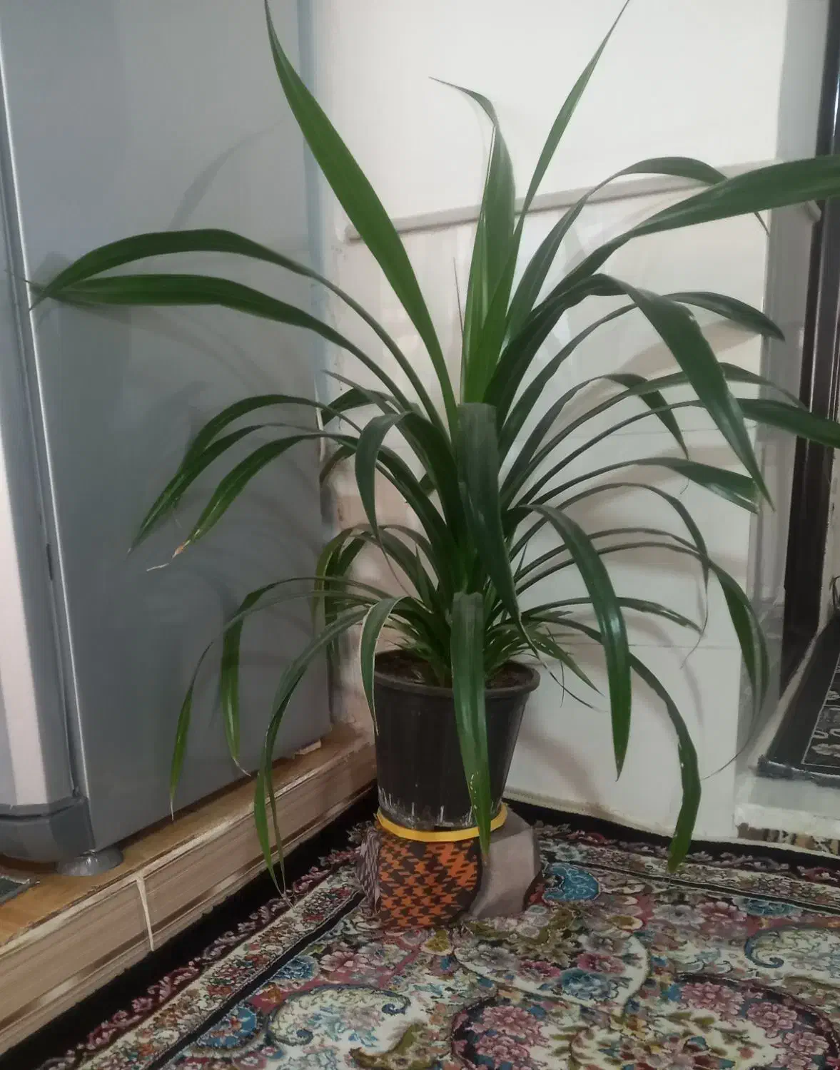 گل زیباوشاداب|گل و گیاه طبیعی|نیشابور, مازول|دیوار