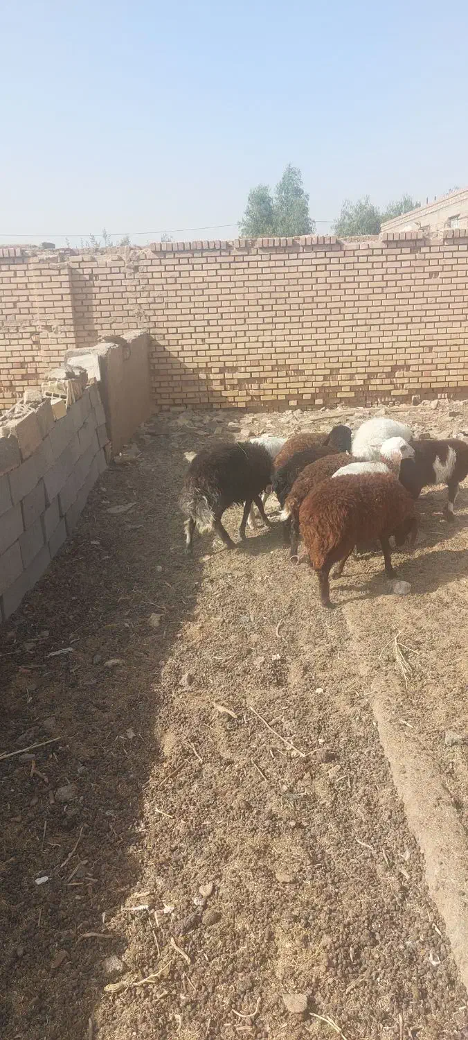 بره سبک وزن آماده پروار|حیوانات مزرعه|قاسم‌آباد (خواف), |دیوار