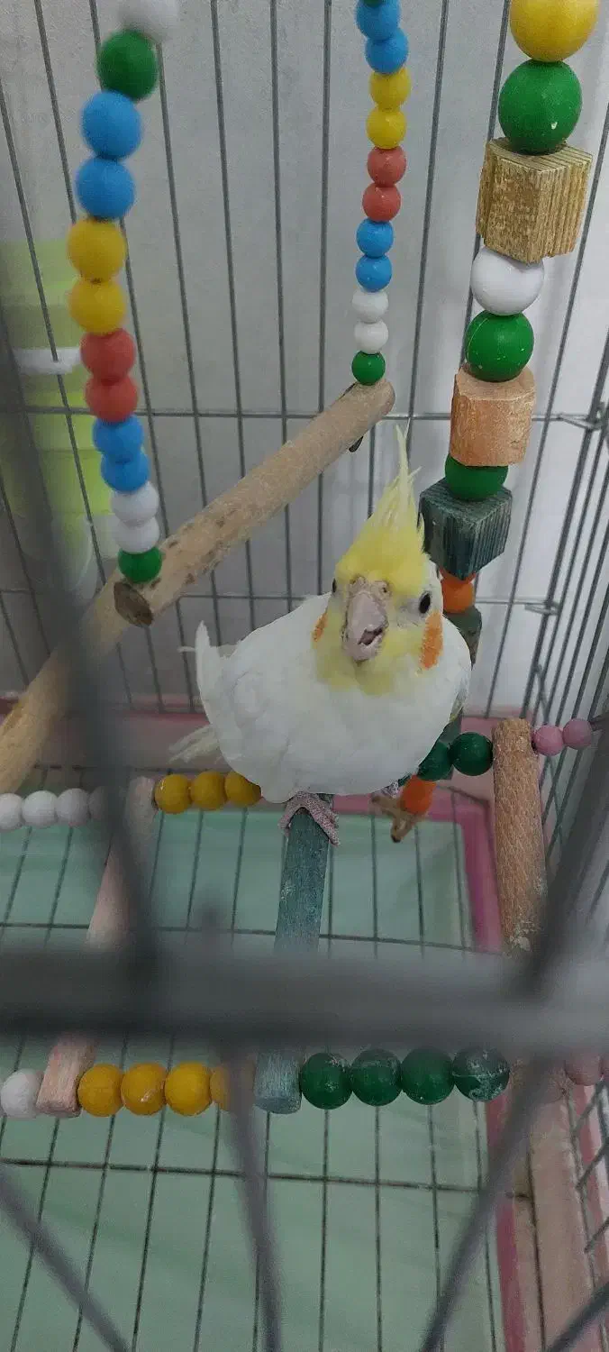 عروس هلندی|پرنده|کرمانشاه, |دیوار