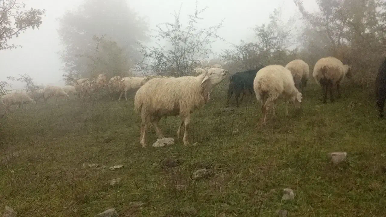 قوچ شیشک مغانی|حیوانات مزرعه|خدا آفرین, |دیوار