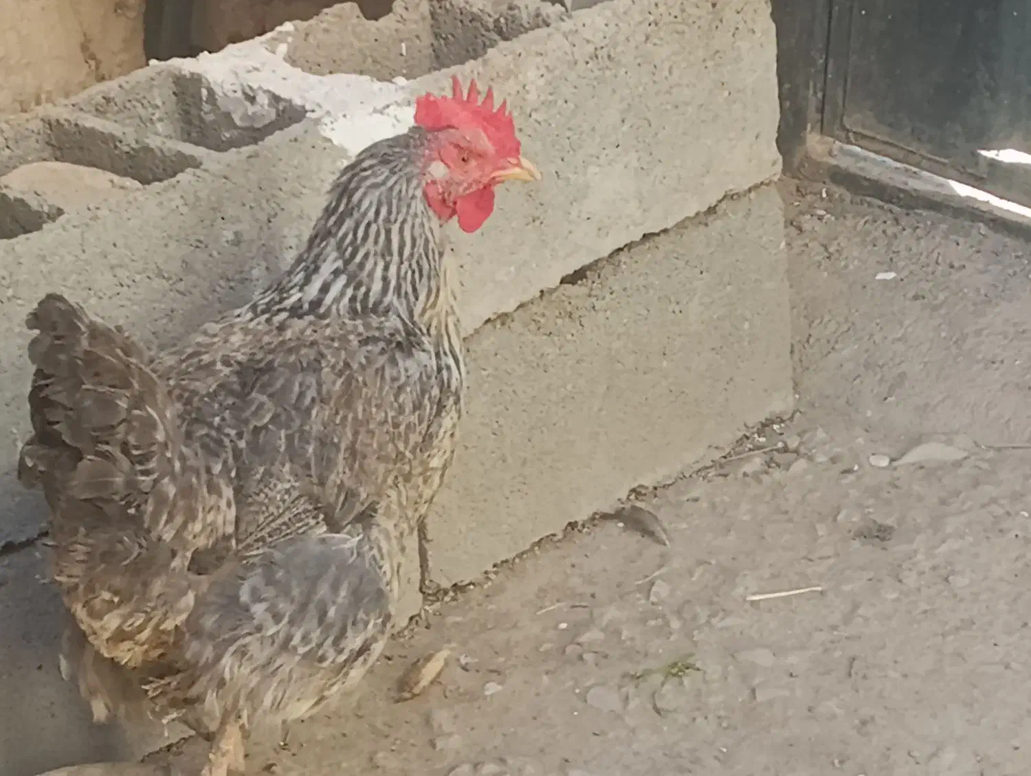 مرغ|حیوانات مزرعه|بجنورد, |دیوار