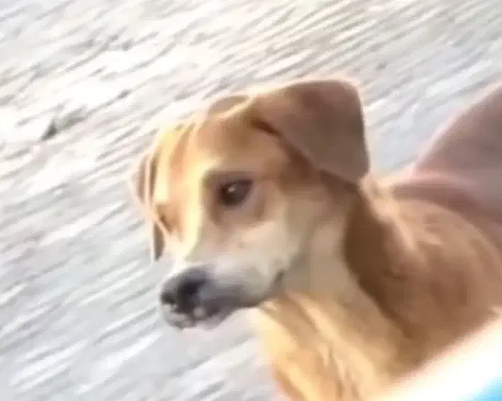 یه سگ دارم برا فروش|سگ|اندیکا, |دیوار