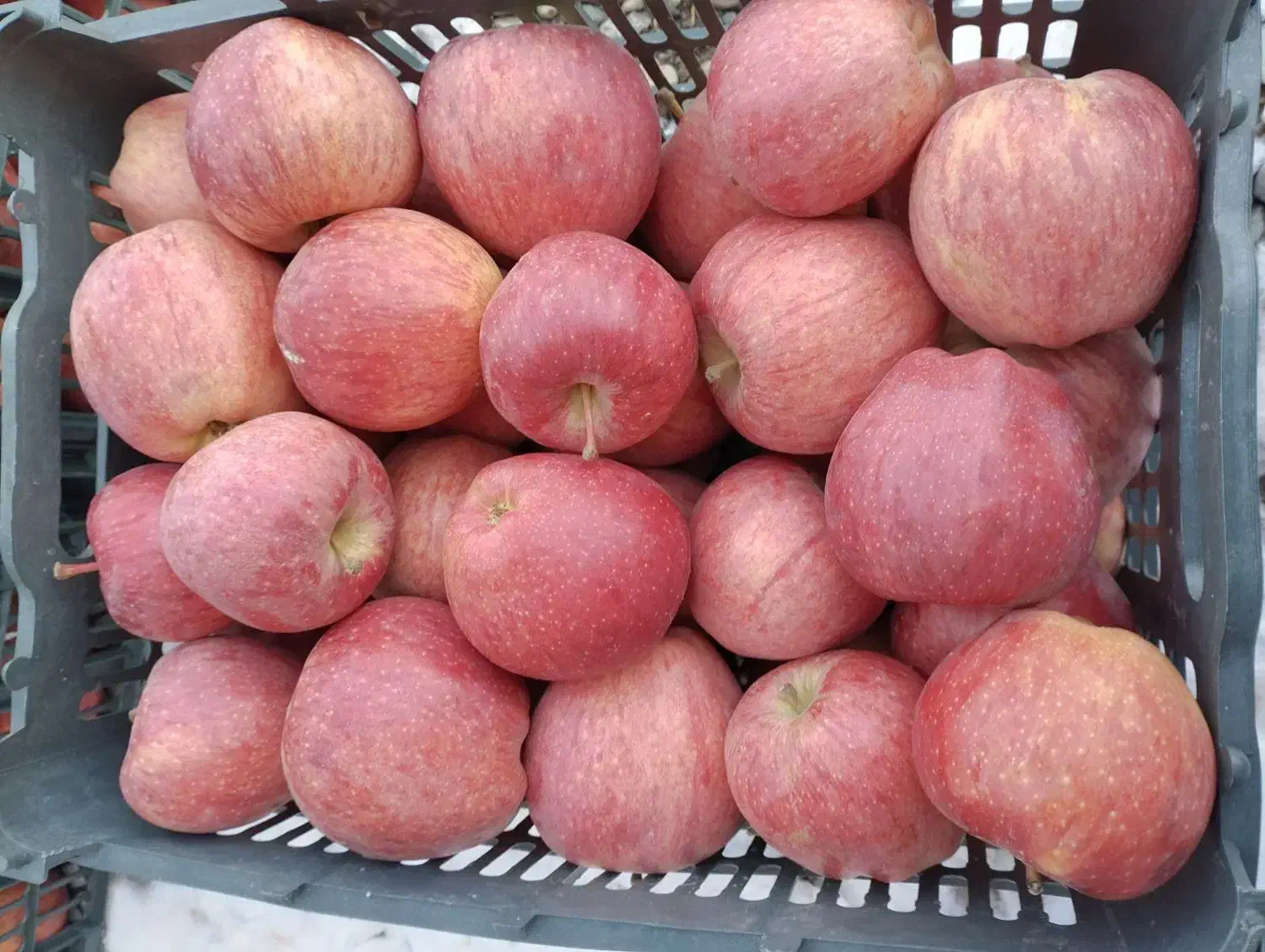 سیب قرمز فله|خوردنی و آشامیدنی|سیلوانه, |دیوار