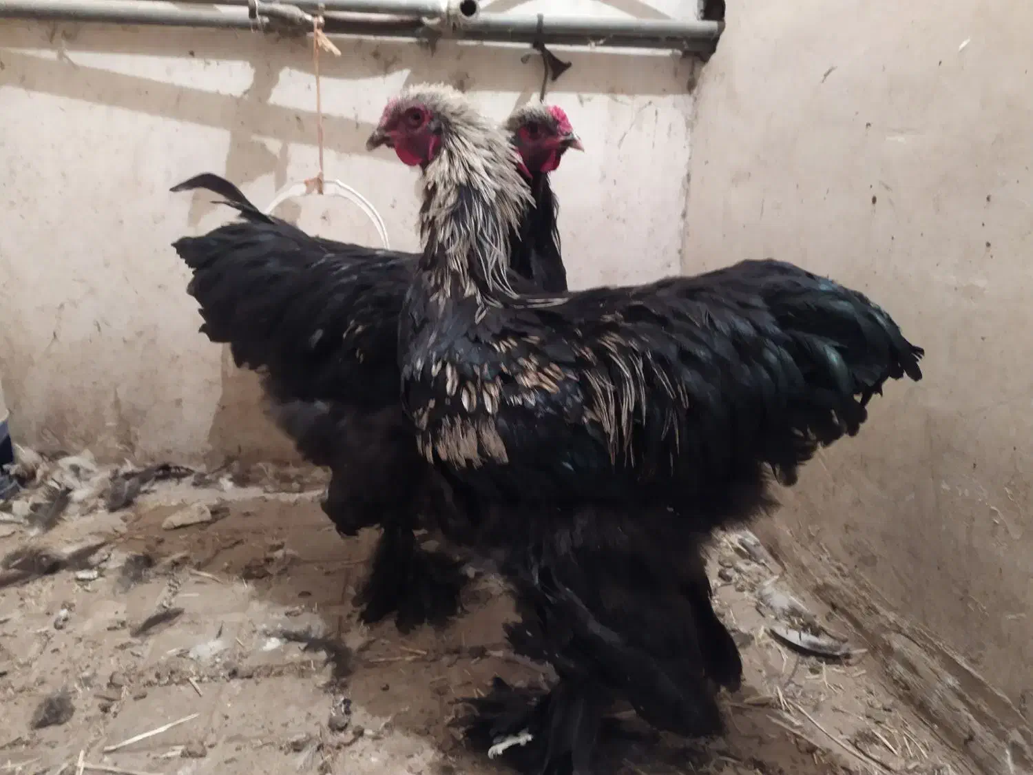 خروس برهما بلک نژاد اصل|حیوانات مزرعه|هشتگرد, خور|دیوار