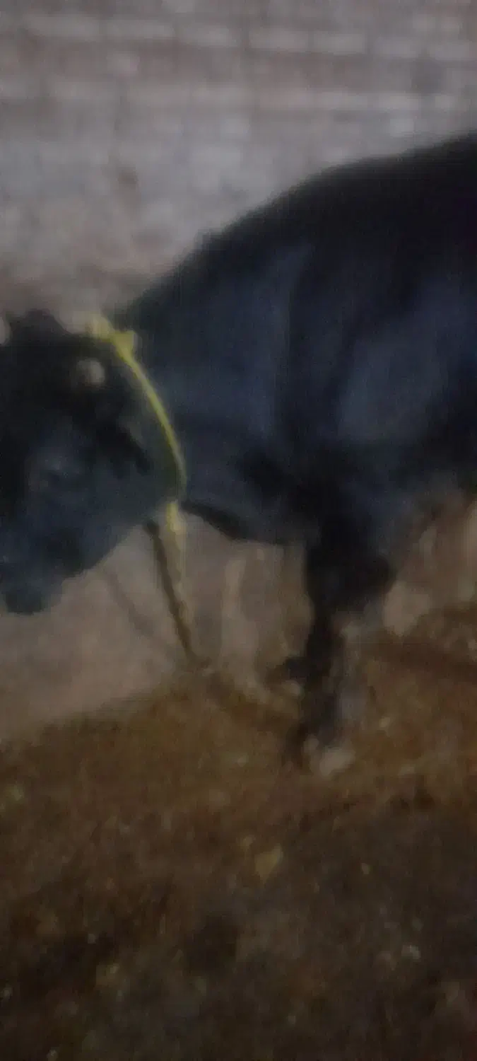 گوساله پرواری هم واسه قصابی وهم نگهداری|حیوانات مزرعه|ورزقان, |دیوار